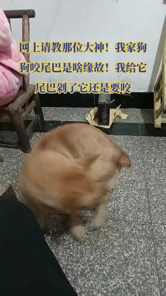 那位大神知道狗狗咬尾巴是什么缘故