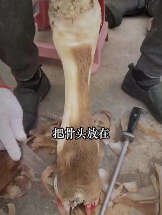 从小培养孩子的三观,是让孩了健康成长的基础,不妨给他看看这本《黑马》#儿童 #三观 #家庭教育