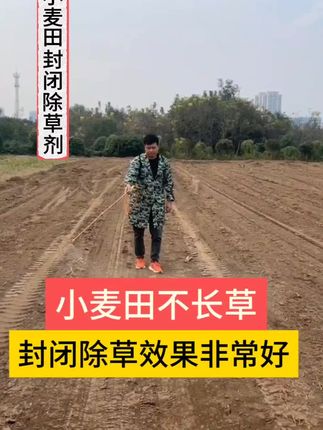 小麦田封闭除草剂,只长小麦,不长杂草,省去了苗后除草的问题#小麦封闭除草剂 #小麦苗前封闭除草 #小麦除草 #小麦种植
