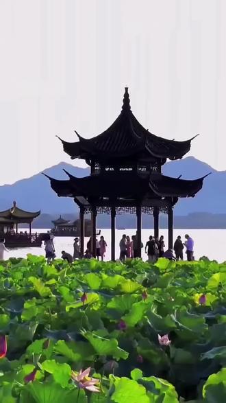杭州西湖撒7吨漂白粉!为什么要这样做?不会造成污染吗? #科学#科普#知识#西湖 #漂白粉