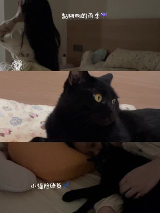 在忙碌焦躁的生活日常里 铲屎官也得给自己留些轻松~ #躺岛猫肚皮枕 #拆箱vlog #枕头 #卧室好物