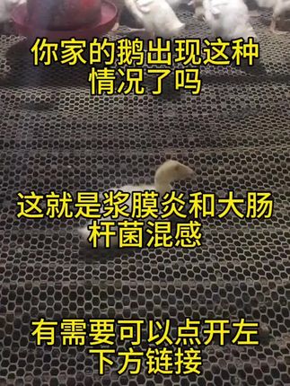 #养鹅人