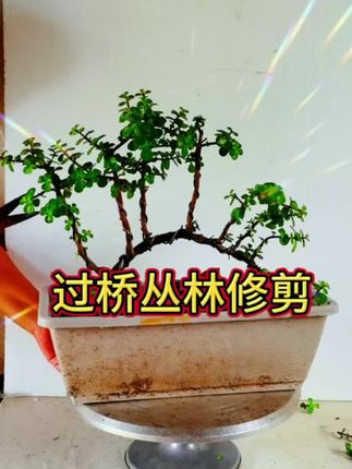 #通用型三元复合肥。#金枝玉叶修剪造型。#家庭养花 #花卉绿植