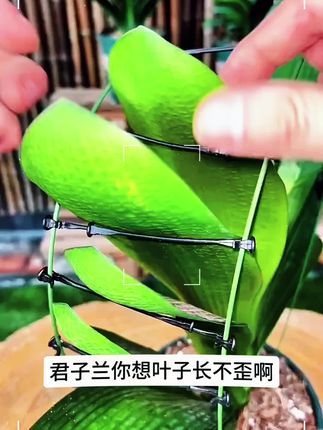 君子兰专用矫正花架定型矫正固定防长偏调整叶子间距夹子花杆子#君子兰专用矫正花架#定型矫正#固定防长偏