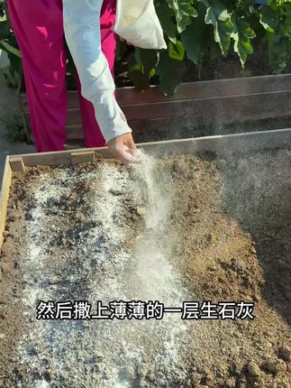 #生石灰粉 #养花种菜