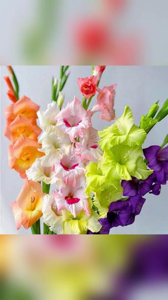 剑兰种球多年生花卉盆栽庭院室外观赏植物 #剑兰种植 #庭院花卉 #多年生植物 #球根花卉 #观赏植物