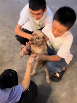 让可乐认识到不是所有人都会伤害它……慢慢来吧#流浪狗狗的故事