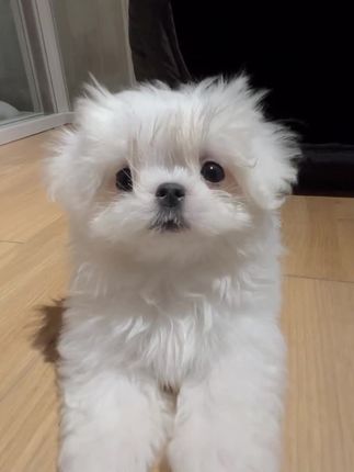 乌吧吧 乌吧吧 #马尔济斯 #小狗日记 #笨蛋小狗