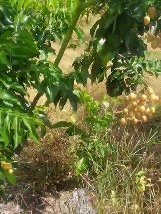 正品黄皮嫁接苗,各种品种都有#果树种植 #果树盆栽 #果树苗 #黄皮#黄皮嫁接苗