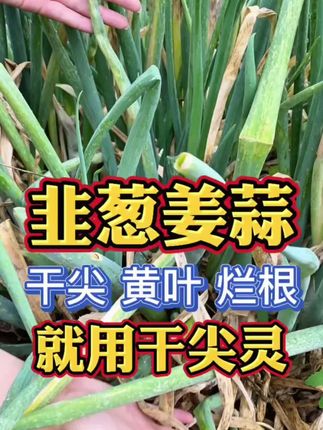 韭葱姜蒜干尖黄叶,试试这个干尖灵! #干尖黄叶 #生姜种植 #大葱种植