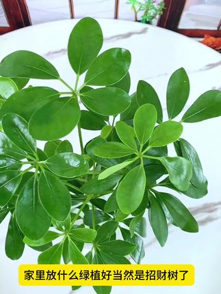 家里什么植物都不养也要养一盆#七叶莲 四季常绿,非常好养,有水就能存活#鸭脚木 #室内绿植 #水培植物