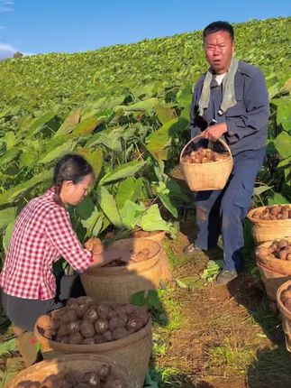 #牛奶小香芋 云南高海拔种植的一款老品种#芋艿,得天独厚的气候环境孕育出的#芋头 口感更加鲜美丝滑#烹饪#美食