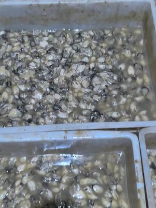#无限回购的宝藏单品 福建海蛎肉无泡水新鲜发货,味道鲜美@抖音小助手