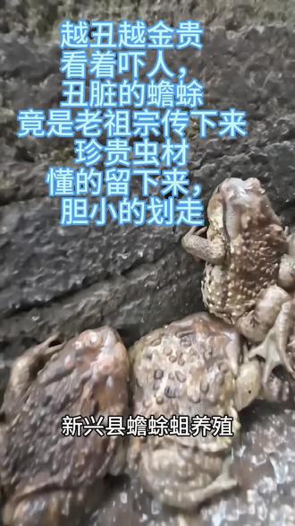 #蟾蜍养殖 #珍贵中药材 #冷门好物#行家才懂
坐标广东新兴,专业蟾蜍蛆虫养殖,冷门小众的好东西,胆小的看完直接划走,识货的行家,留步😊😊