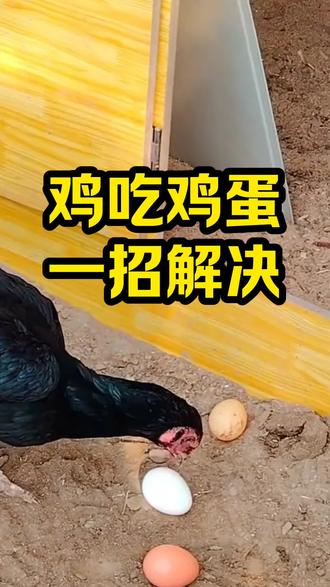 鸡吃鸡蛋,一招解决 #养鸡#鸡吃鸡蛋#养殖#养鸡人