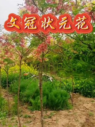 文冠树:(文冠当庭.金榜题名)庭院中的主景树,七彩文冠花树苗,文官果树苗。