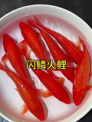 看腻了普通热带鱼?闪鳞火鲤的“动态美”绝了!灯光下鳞片会随角度变光泽,群养时像一尾尾小火苗在缸里穿梭,搭配深色底砂更显高级,懂行的人一看就知道是“缸里的精品”。#养鱼日记 #观赏鱼 #锦鲤 #闪鳞火鲤 #养鱼