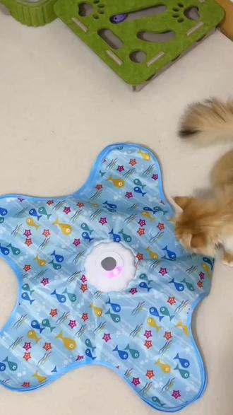 给小猫买了新五角星玩具,还会发声,直接把小猫迷住了#逗猫神器 #猫咪日常 #猫玩具 #萌宠好物 #宠物用品