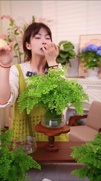 绿植花卉耐阴净化空气水培 铁线蕨盆栽铁丝草多年生常绿草本观叶#花卉 #绿植 #净化空气 #铁线蕨