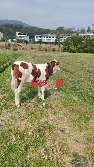 和我一起养一只大宠物吧#农村田园风光