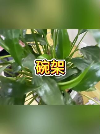 #沥水篮 #沥水架 #沥水收纳置物架