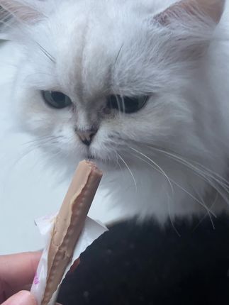 #火腿肠 #猫咪火腿肠