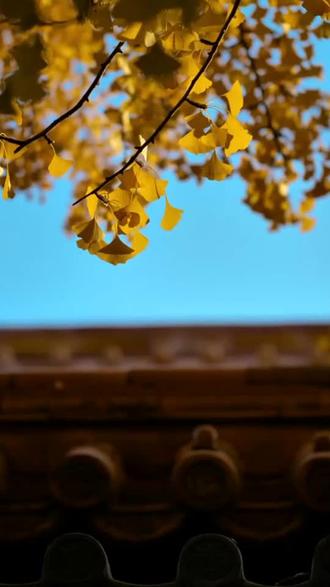 《编花篮》MV,传统魅力与现代创意完美融合!