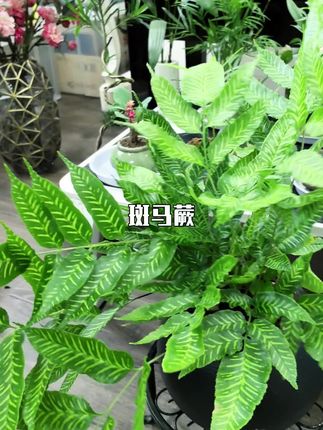 到处走走 拍拍照 哪里都是快乐#斑马蕨#室内观叶绿植#净化空气#四季常绿#别样盆景
