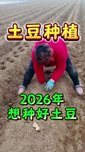 2026想种好土豆 #土豆 #土豆种植 #土豆种植技术 #土豆高产 #农业种植