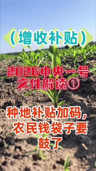 2026中央一号文件1,种地补贴加码,农民钱袋子要鼓了!#高产玉米#玉米种植技术#种地补贴#农民增收乡村振兴