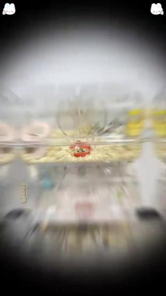 仓鼠笼透明防啃咬易清理 #仓鼠笼子 #强烈推荐 #好物分享 #金丝熊笼子 #宠物用品