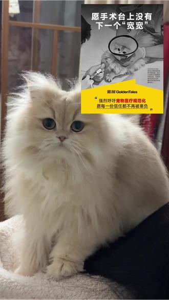 为宽宽小猫发声 作为同样养蓝金渐层的家长,看到宽宽的事情真的既愤怒又无力。邓峰家只有 5个月、2kg的小母猫宽宽,只是因为需要做一个 鼻泪管冲洗的小操作,却在 没有被告知、没有征得同意的情况下,被信任的宠物医院医生 8秒内快速推注8mg丙泊酚进行全麻。哪怕是正常麻醉,每次看着猫咪慢慢醒麻都会提心吊胆。更无法想象,一只 只有2kg、才5个月大的小猫,因为 速推麻醉、无监护而离开时经历了怎样的痛苦。
更令人难以接受的是,整个麻醉过程没有任何生命监护设备,最终导致小猫错过最佳抢救时间,不幸离世。
这不是意外,这是 严重的医疗过失。我们为宽宽发声,也支持邓峰维权。
事情发生到现在,医院却 没有道歉、没有公开说明,也试图逃避责任。邓峰是 接近千万粉丝的博主,如果连他都很难维权成功,那普通养宠人遇到这种事情,又该怎么办?
宠物不是物品,是家人。
全麻无监护致死,必须道歉、公示、追责。有些事情如果因为热度消散而被遗忘,因为法律的不完善而被忽视,那么这样的悲剧只会一次次上演。
这个社会需要较真的人。
需要有人去追问、去发声、去坚持把事情说清楚。
我们曾为女性发声,为孩子发声,为那些被忽视的群体发声。
那么这一次,也请为我们身边的宠物发声。
它们不会说话,却把一生的信任交给了人类。
它们不是“物品”,是很多人心里的家人。
如果悲剧因为沉默被掩盖,
那它就会在别的医院、别的城市、别的家庭里,
再发生一千次、一万次。
我做不了什么,只能在这里替宽宽发声。
希望更多人知道这件事,也希望这样的悲剧不要再发生。#宽宽 #邓峰 #邓峰萌萌摔肿了 #邓峰家的猫
