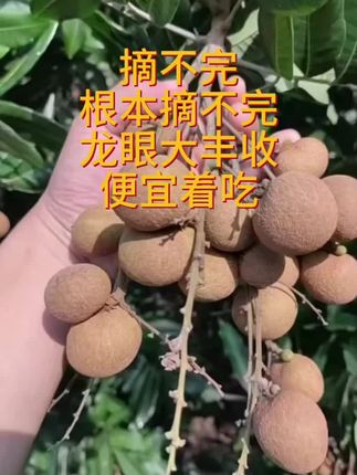 #快来一起尝个鲜 #硕果累累 #绿色水果 #特产水果 #农家果园 高州储良大丰收,个大饱满