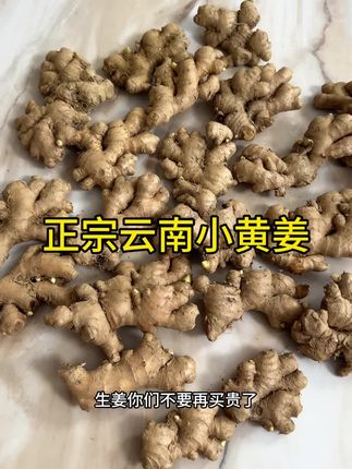 云南高山小黄姜,价格超便宜!不催熟不打药!姜味浓 辛辣度高!炒菜煲汤更香!#小黄姜 #云南高山小黄姜 #生姜#炒菜必备