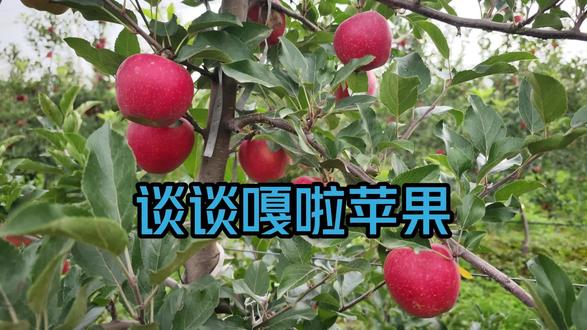 嘎啦苹果——早熟果中的红富士
连续两年的高价位
红思妮可,巴克艾,米奇拉哪些才是好品种#农业技术推广#果树种植