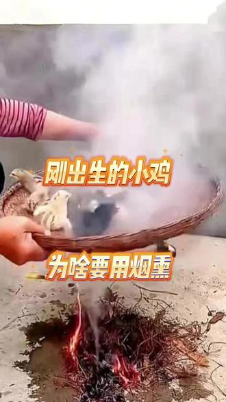 刚出生的小鸡为哈要用烟熏 养鸡人注意啦,刚出生的小鸡用烟熏,能杀菌杀虫#养鸡 #养鸡人 #三农 #散养鸡 #抖音养鸡人