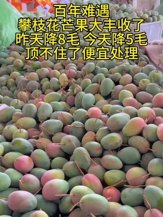 攀枝花凯特芒果大丰收,果大皮薄肉厚汁水丰富,超级好吃 😋!#现摘现发新鲜到家 #优质农产品 #攀枝花芒果#抖音助农 #快来一起尝个鲜