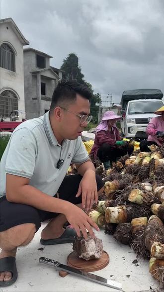 荔浦芋头采挖现场#荔浦芋头