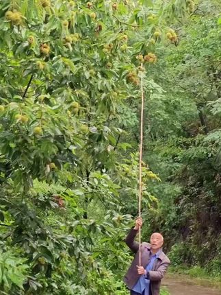 农村没有诗和远方,只有干不完的农活儿,又来山上打板栗喽!想吃的小伙伴赶紧来捡#农村生活 #家乡特产 #板栗