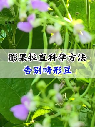 豆荚三五公分的时候,有经验的老豆农会这样做 #豆角种植 #豆角种植技术 #豆角高产技术
