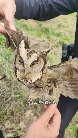 湖南株洲:据志愿者现场初步统计,仅网上已无声息的国二鹰类就多达二十只!
#保护鸟类 #保护环境人人有责 #保护生命保护野生动物 #保护生态平衡