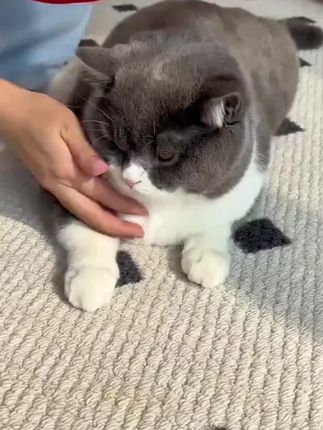 #伊丽莎白圈 #狗狗猫咪项圈脖套 #术后绝育防舔咬防水宠物头套