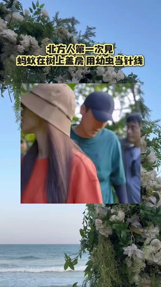 #海南奇妙生物 #黄猄蚁 #树上蚁巢 #自然科普 #芒果树守护神