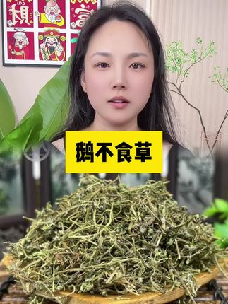#鹅不食草 #每日分享