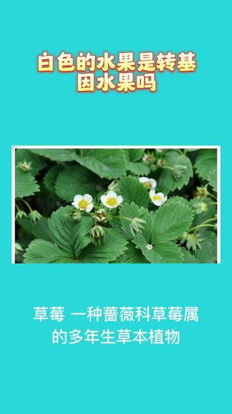 草莓是什么科植物 oQjcNwzB7QAAaafbtAICe2nIm0O8DB1eCADIxI~tplv-dy-resize-origshort-autoq-75:330.jpeg?x-expires=2017310400&x-signature=woQFEfPfO7jj8QSDWK9BYek3NKk%3D&from=3213915784&s=PackSourceEnum_AWEME_DETAIL&se=false&sc=cover&biz_tag=pcweb_cover&l=202312072040024E09237FE914F10A75FF