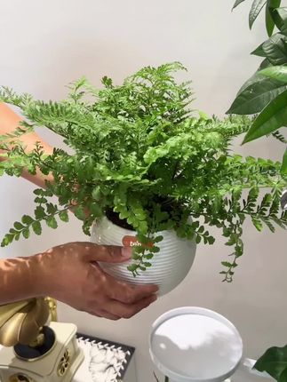家里光线再差也能养的治愈系绿植,不需要晒太阳, 特别好养,有水就能活,不仅好看好养,关键给家里净化空气很实用#室内绿植 #净化空气 #盆栽
