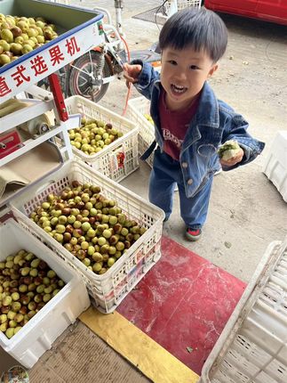 #黄骅冬枣#冬枣#黄骅特产冬枣 #鲜冬枣#中秋好礼