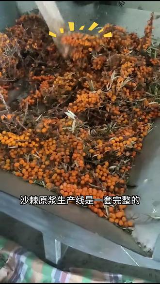 沙棘原浆生产线,从脱果到打浆,全流程自动干,效率高 #沙棘原浆 #水果加工设备 #果汁厂设备 #螺旋压榨机 #机械设备厂家