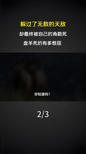 躲过了无数的天敌,却最终被自己的角戳死,盘羊死的有多憋屈 #科普 #涨知识 #盘羊