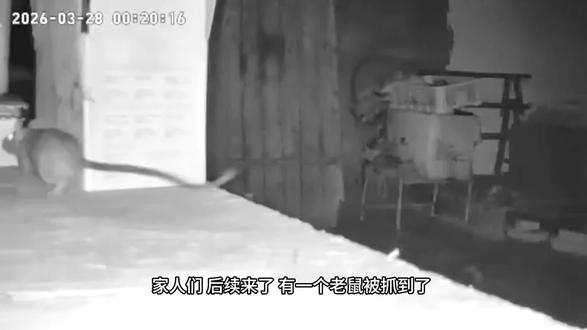 老鼠开会后续 被我抓到了一只落单的#老鼠 #老鼠老鼠别猖狂